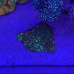 【サンゴ】 カクオオトゲキクメイシ レッド×グリーン 8cmの画像