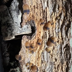 アンバーダッキーの画像