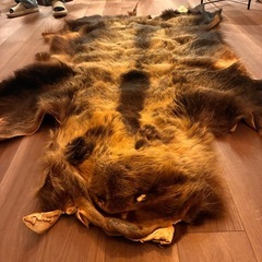 熊の皮の画像