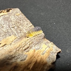 レモンブルー 10匹の画像