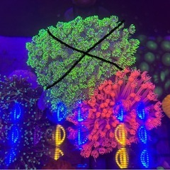 【サンゴ】 ハナガササンゴ　レッド 8cmの画像