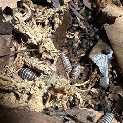 ゼブラチョコレート　10匹の画像