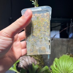 センナさし木の画像