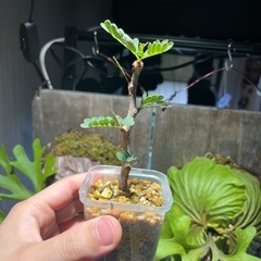 センナさし木の画像