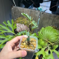 センナさし木の画像