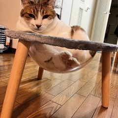 ねこベットの画像