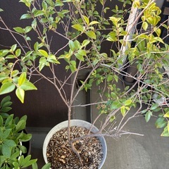 植栽　ソヨゴの雄木の画像