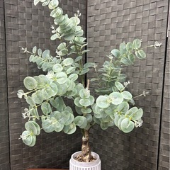 観葉植物3点セットの画像