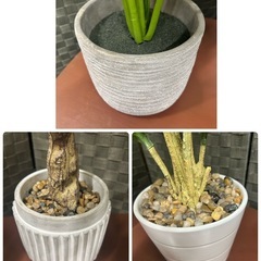 観葉植物3点セットの画像