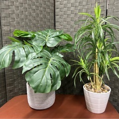 観葉植物3点セットの画像