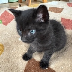 人懐っこいかわいい黒猫くん2ヶ月