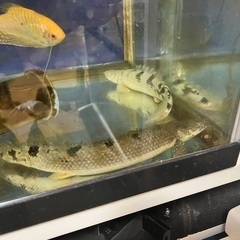 ポリプテルス 3匹の画像