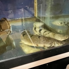 ポリプテルス 3匹の画像
