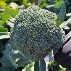 お野菜まとめて🥬の画像