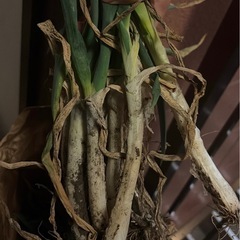 お野菜まとめて🥬の画像