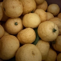 すだち 8kgの画像