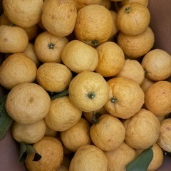 すだち 8kgの画像