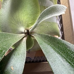 ビカクシダ　フーンシキの画像