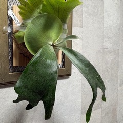 ビカクシダ　フーンシキの画像