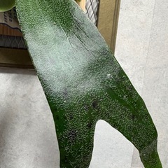 ビカクシダ　フーンシキの画像
