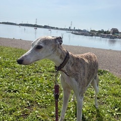 おとなしい女の子