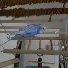 鳥の里親募集の画像
