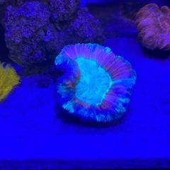 【サンゴ】　オオバナサンゴ 8cm の画像