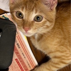 里親さん募集しています　優しい家族を探しています　人懐っこ…