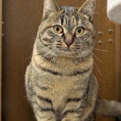 まんまる女子【ひびき】