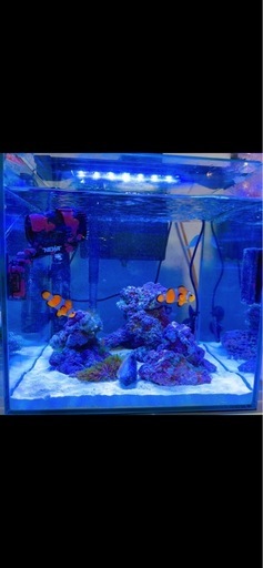 海水魚セット