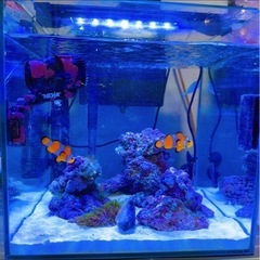 海水魚セットの画像