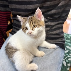とっても人懐っこいキジ白の女の子2ヶ月