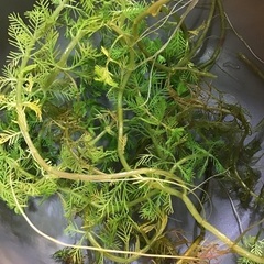 【お取引内定しました】水草（水上葉）です。2、3日限定です。の画像