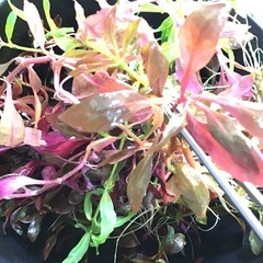 【お取引内定しました】水草（水上葉）です。2、3日限定です。の画像