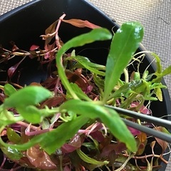 【お取引内定しました】水草（水上葉）です。2、3日限定です。の画像