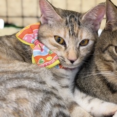 可愛い保護猫【せりちゃん】