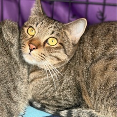 可愛い保護猫【つくし＆わらび】