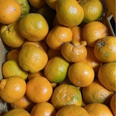 和歌山県産 有田みかん 加工用1kg150円 コンテナ売りの画像