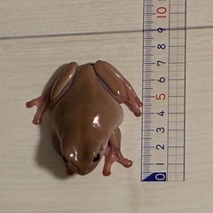 イエアメガエル　エクリプスアイ♂の画像