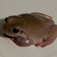 イエアメガエル　エクリプスアイ♂の画像