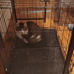 猫用小型ケージ（幅70×奥50×高60）2,000円　②の画像
