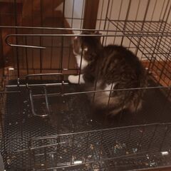 猫用小型ケージ（幅70×奥50×高60）2,000円　②の画像