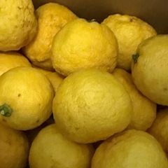 すだち   7kgの画像