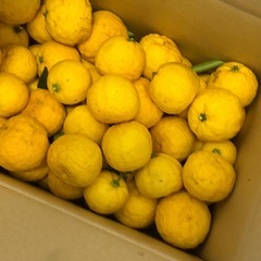 すだち   7kgの画像