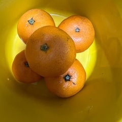 みかん5個で250円の画像