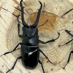 ギラファノコギリクワガタ２種ペアセットの画像