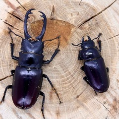 ギラファノコギリクワガタ２種ペアセットの画像