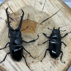 ギラファノコギリクワガタ２種ペアセットの画像