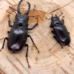 ギラファノコギリクワガタ２種ペアセットの画像