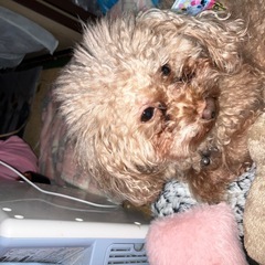 買い物（荷物持ち）